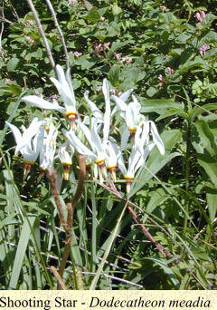 Shooting Star - Dodecatheon meadia